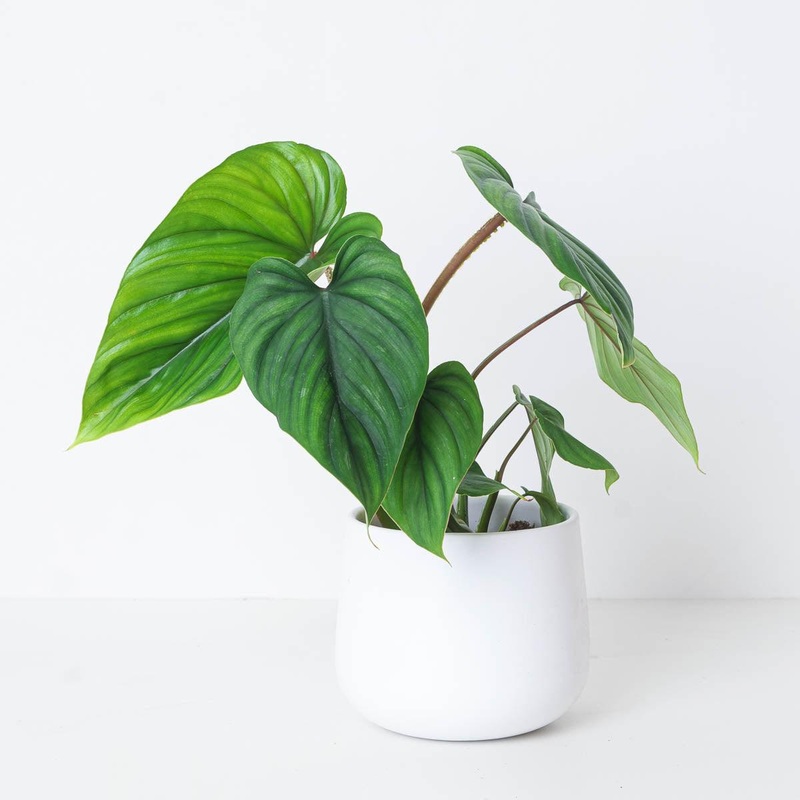Philodendron Plowmanii|10.5cm|12cm