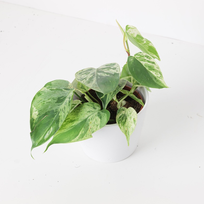 Philodendron scandens Variegated | Philodendron Hederaceum Variegated