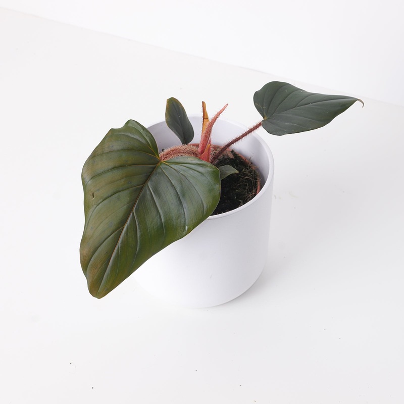 Philodendron Squamicaule ‘Black / Red’
