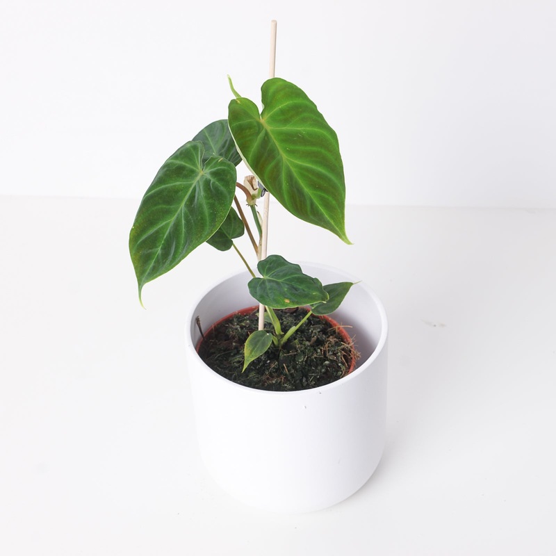Philodendron Verrucosum Dutch Form