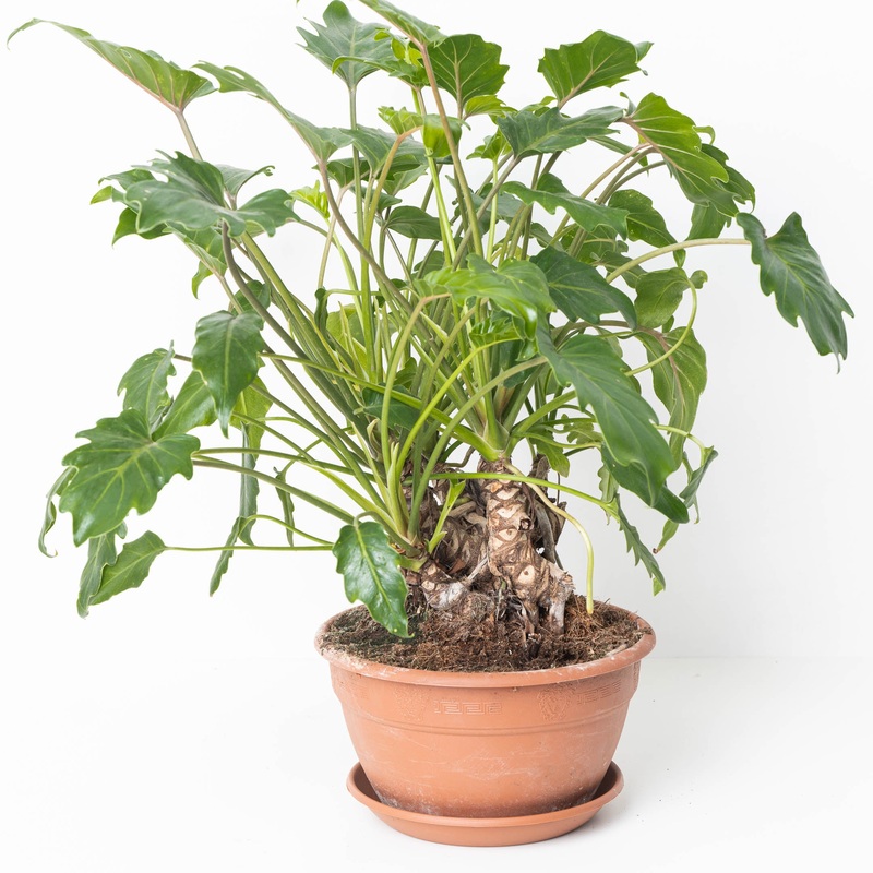 Philodendron Xanadu Bonsai|22cm