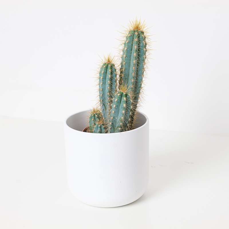 Pilosocereus pachycladus|8.5cm|12cm