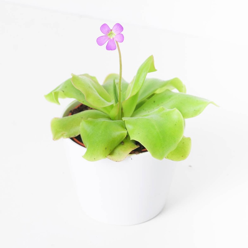 Pinguicula sp. Guatemala|12cm