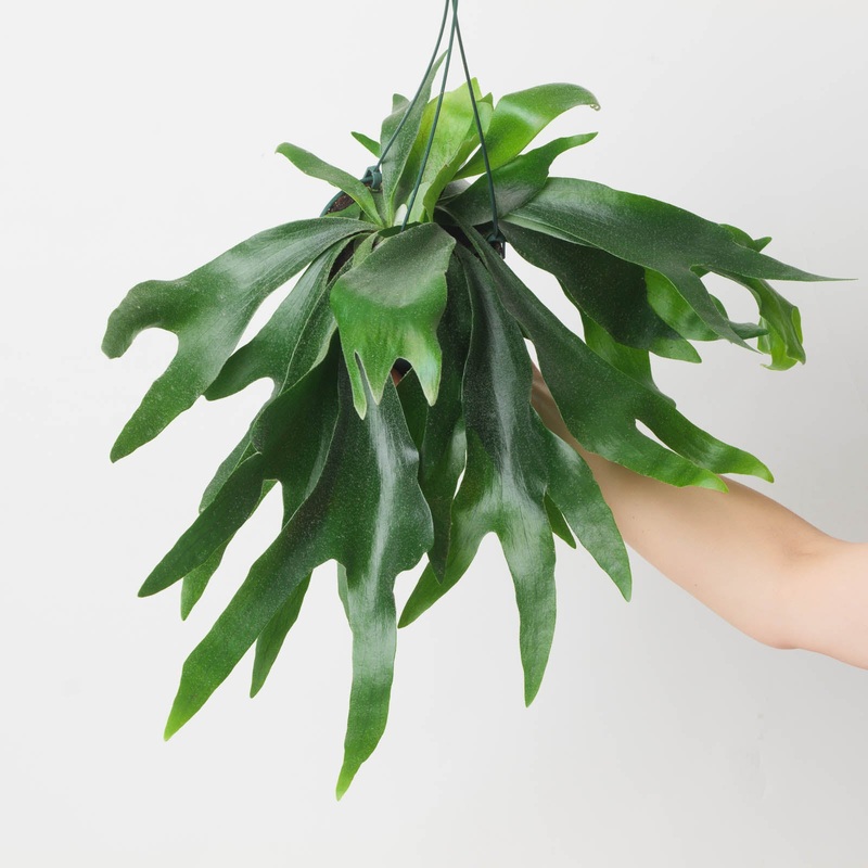 Platycerium Alcicorne|6cm|12cm|14cm Hanging