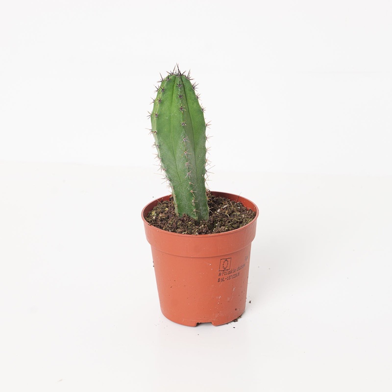 Polaskia chichipe|6cm|7cm