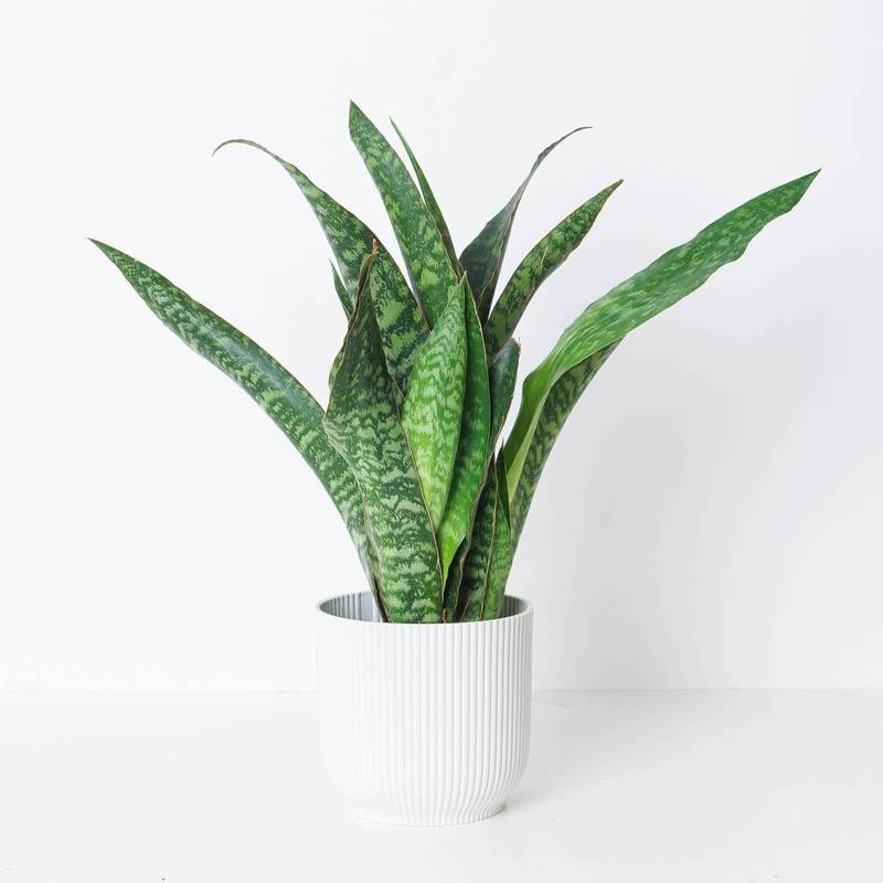 Sansevieria aubrytiana ‘Dragon’  | Snake Plant