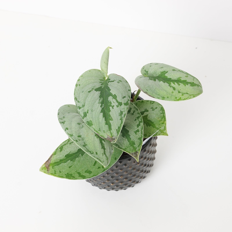 Scindapsus ‘Sparkling Borneo’|9cm