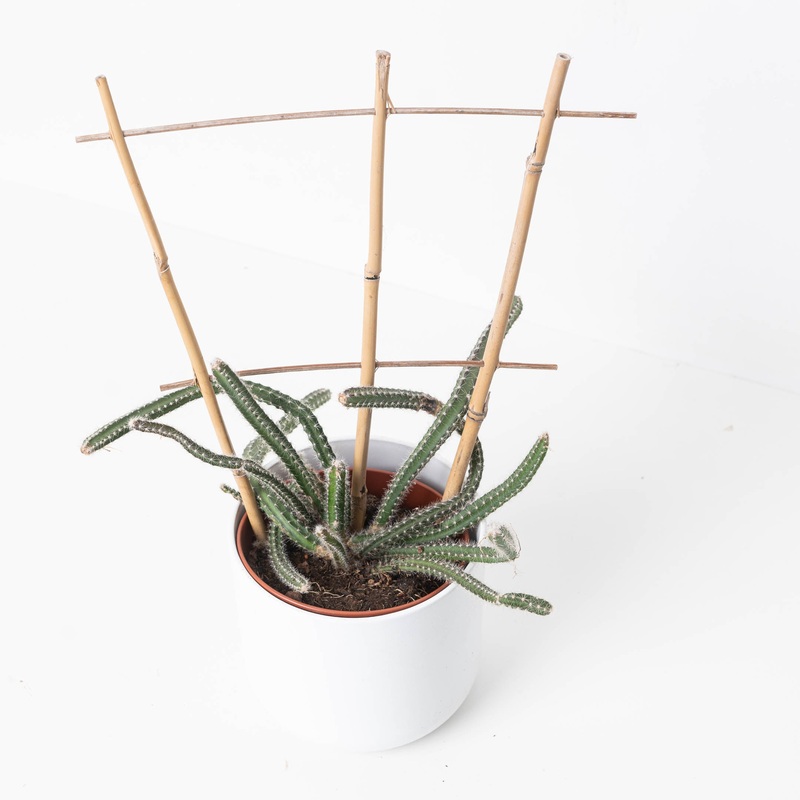 Selenicereus grandiflorus|12cm