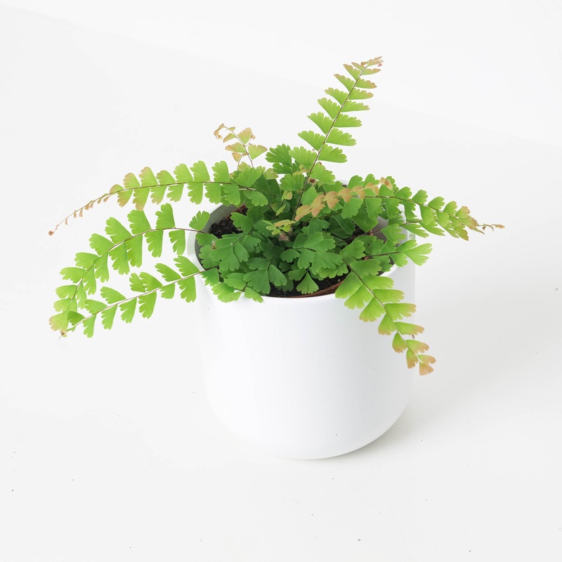 Trailing Maidenhair Fern | Adiantum Caudatum