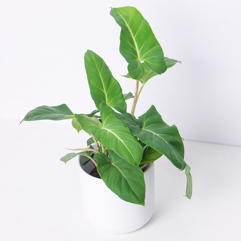 Adelonema crinipes|12cm