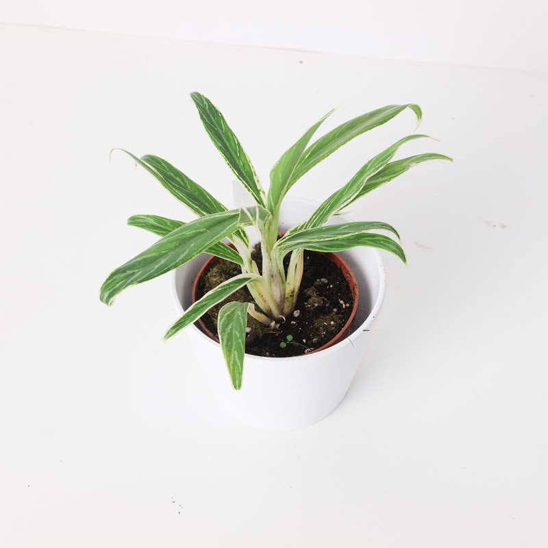 Aglaonema ‘Bamboo’|10.5cm
