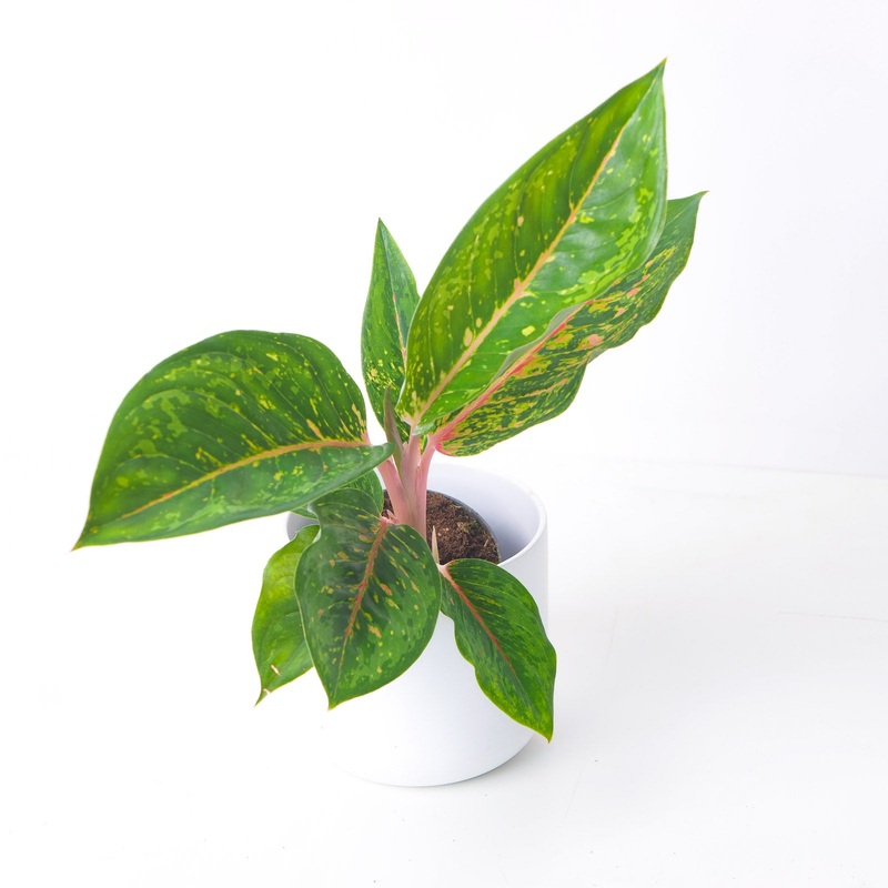 Aglaonema Camo Rubina|12cm