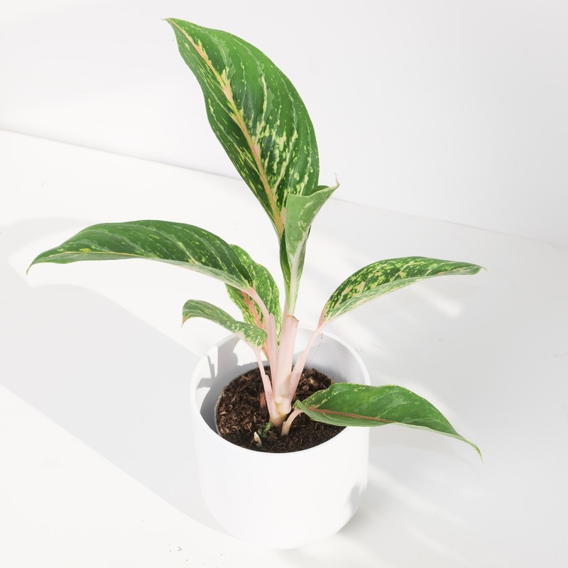 Aglaonema ‘Cocogreen’|12cm