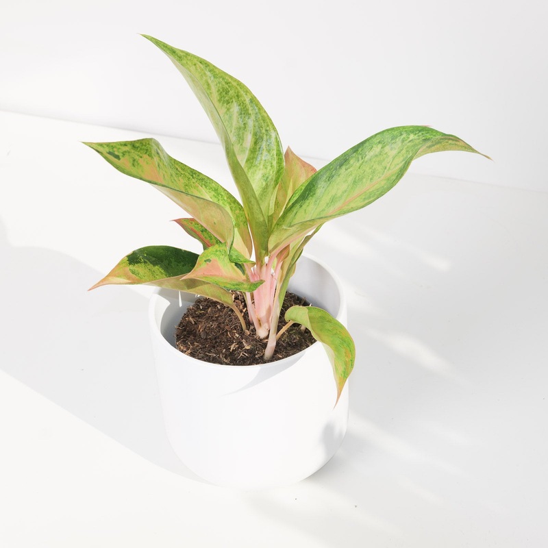 Aglaonema Guave Pink|12cm
