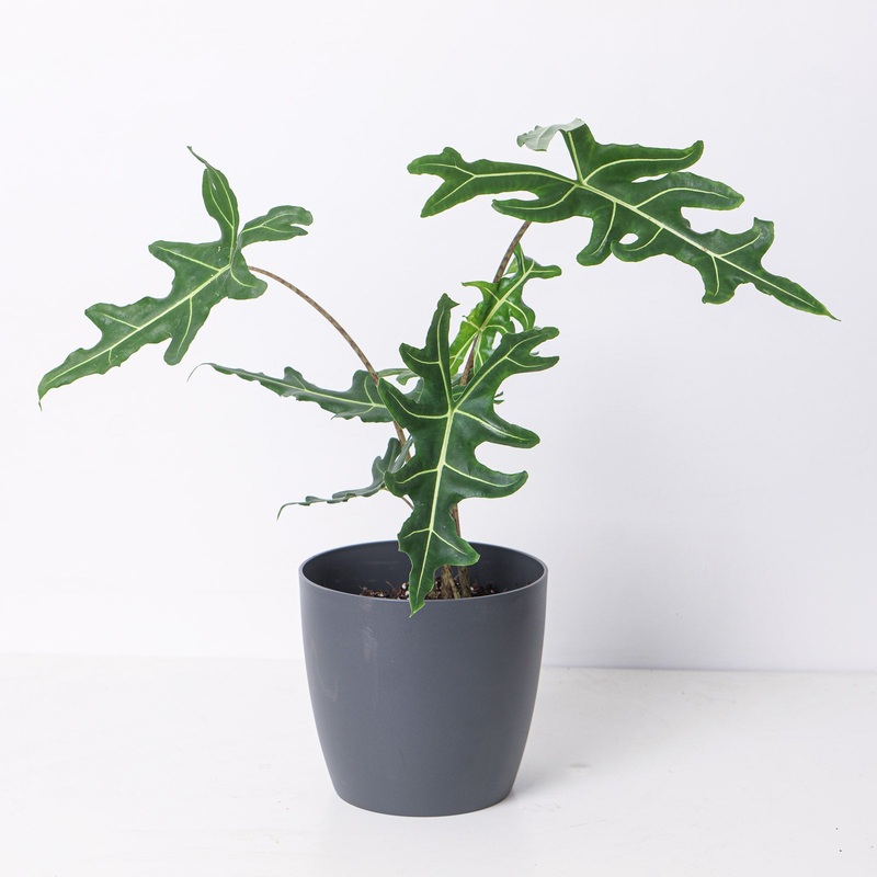 Alocasia portei ‘Zebra’|17cm