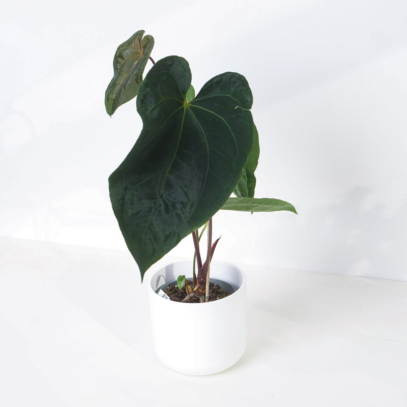 Anthurium Dark Phoenix Hybrid|12cm