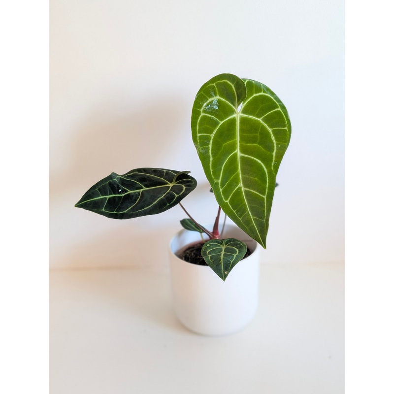 Anthurium Regale|12cm|12cm Imperfect|17cm