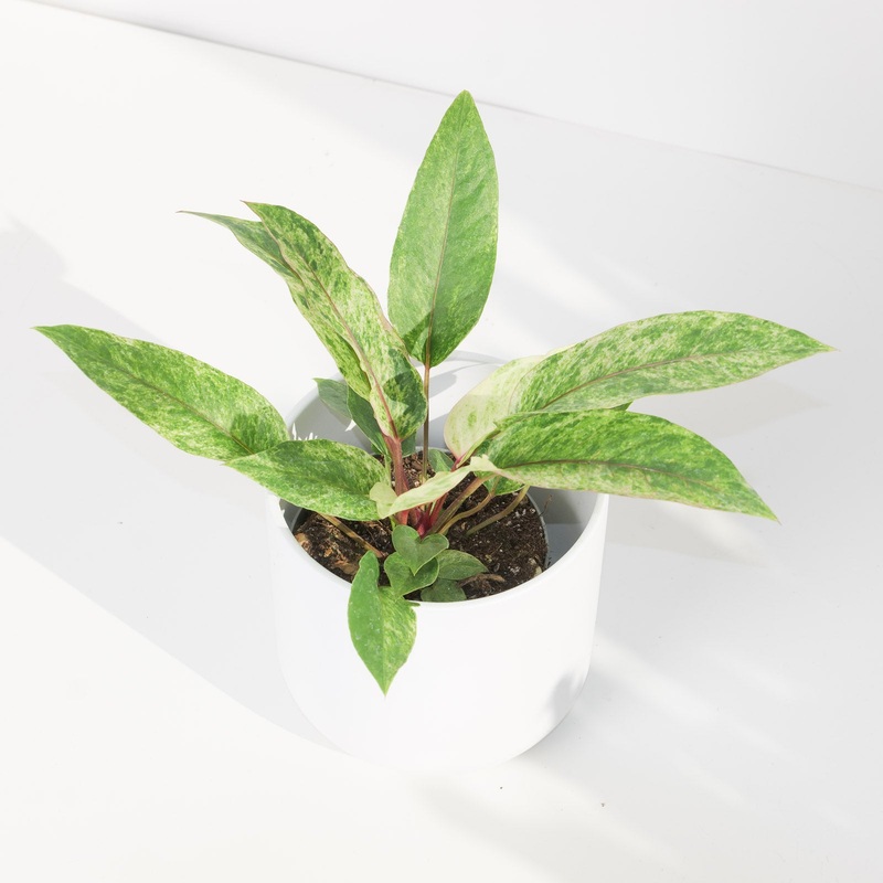 Anthurium renaissance variegata