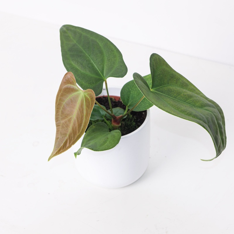 Anthurium sp. Napo|10.5cm|10.5cm Imperfect