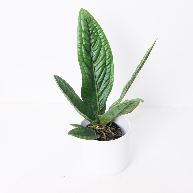Anthurium superbum|12cm