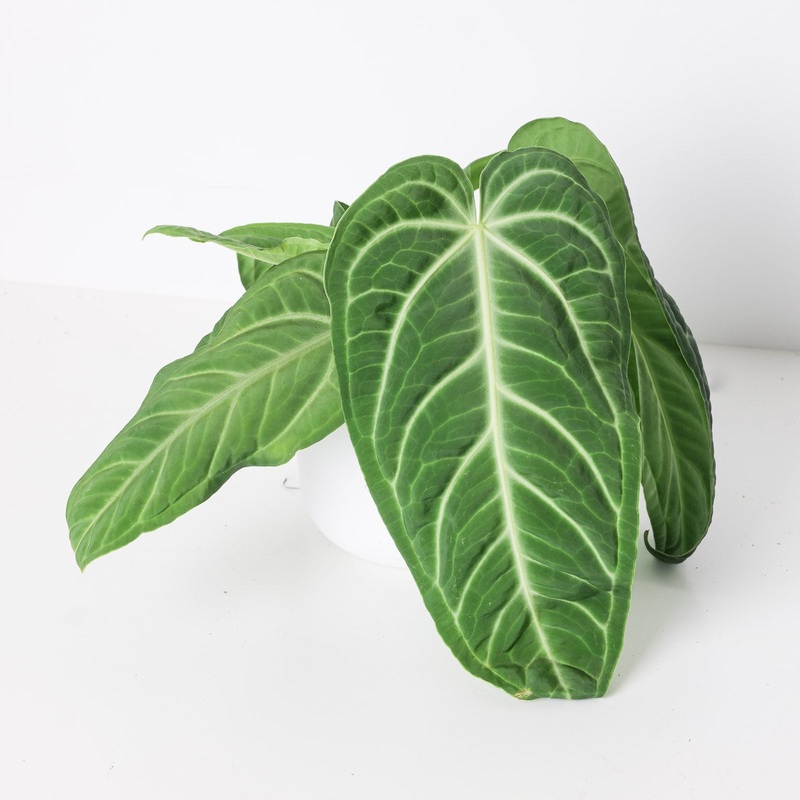 Anthurium villenaorum|6cm|10.5cm|12cm|12cm (Imperfect)|17cm XL