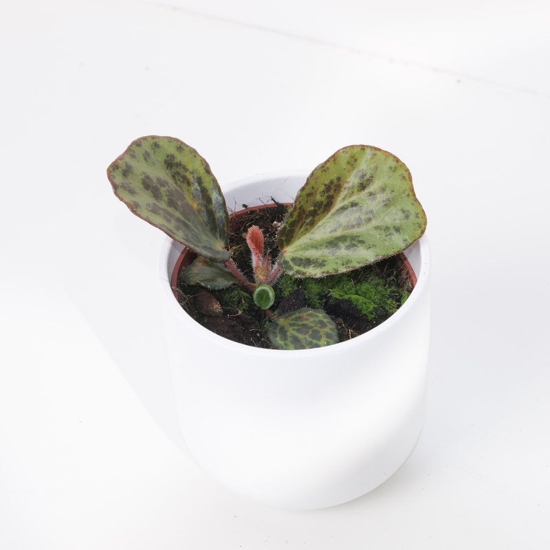 Begonia Blancii ‘Mottled’|6cm|10.5cm