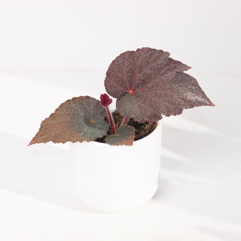 Begonia ‘Taconite’|10.5cm