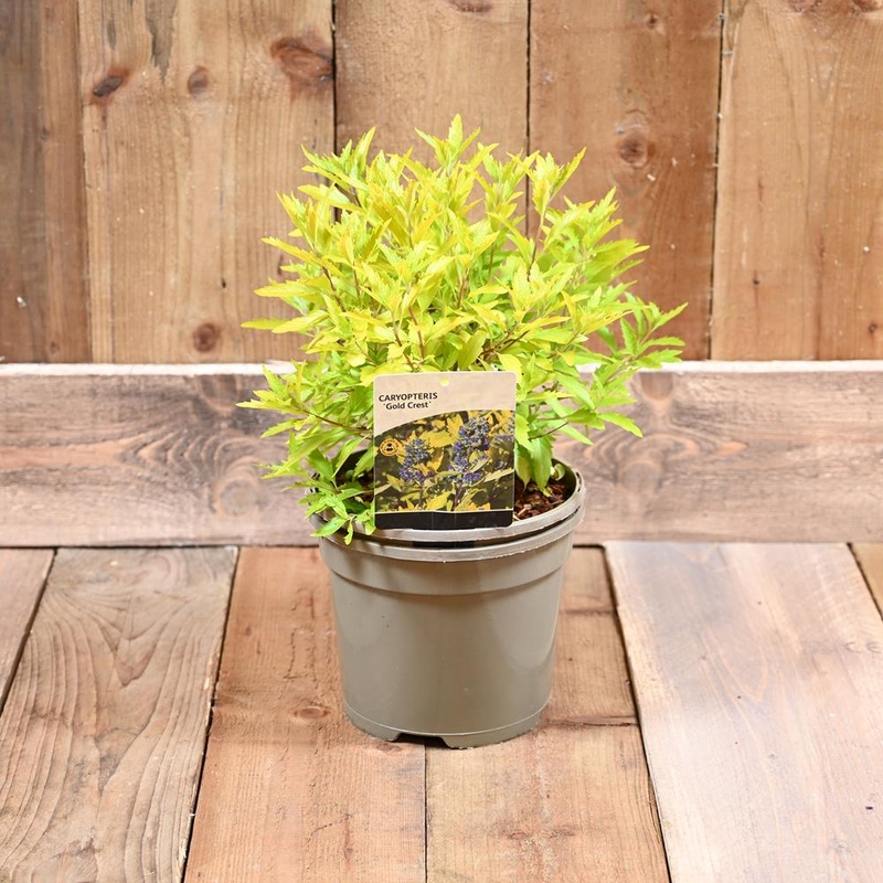 Caryopteris Goldcrest 3L