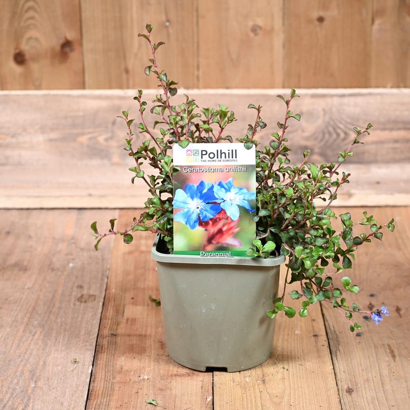 Ceratostigma Griffithii 3L