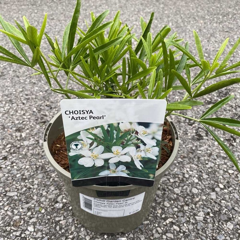 Choisya Ternata ‘Aztec Pearl’ 3L