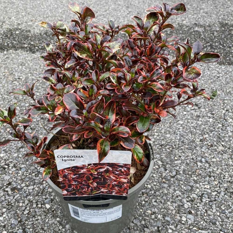 Coprosma ‘Ignite’ 3L