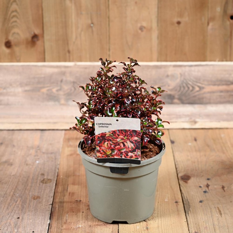 Coprosma ‘Inferno’ 3L