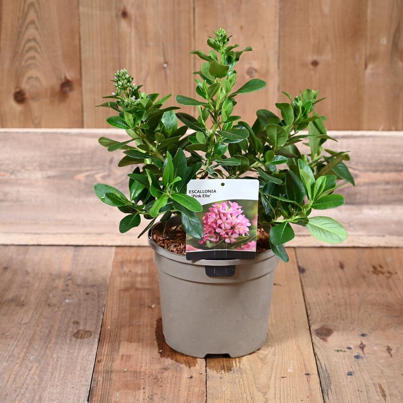 Escallonia Pink Elle 3L