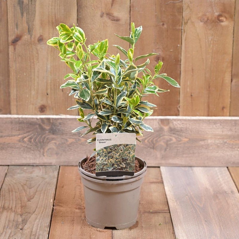Euonymus Jap. ‘Bravo’ 2L