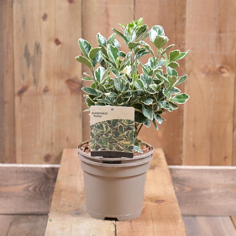 Euonymus jap Kathy 3L