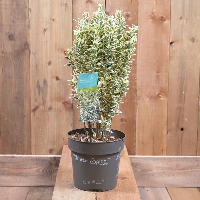 Euonymus White Spire In a 2L Pot