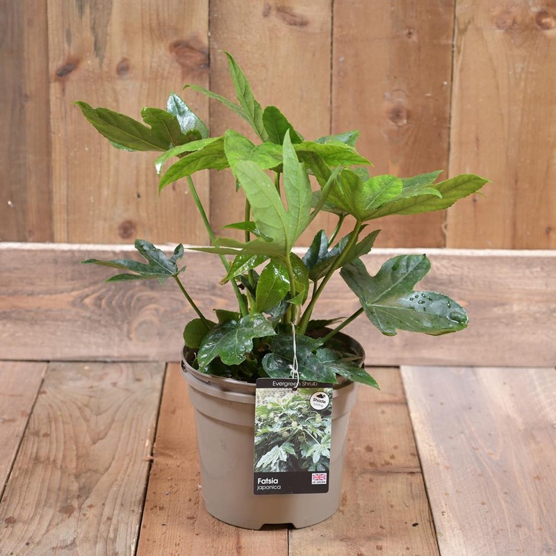 Fatsia Japonica 2L