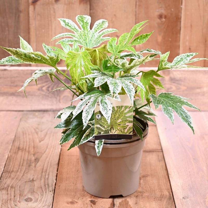 Fatsia Japonica Spiders Web 2L
