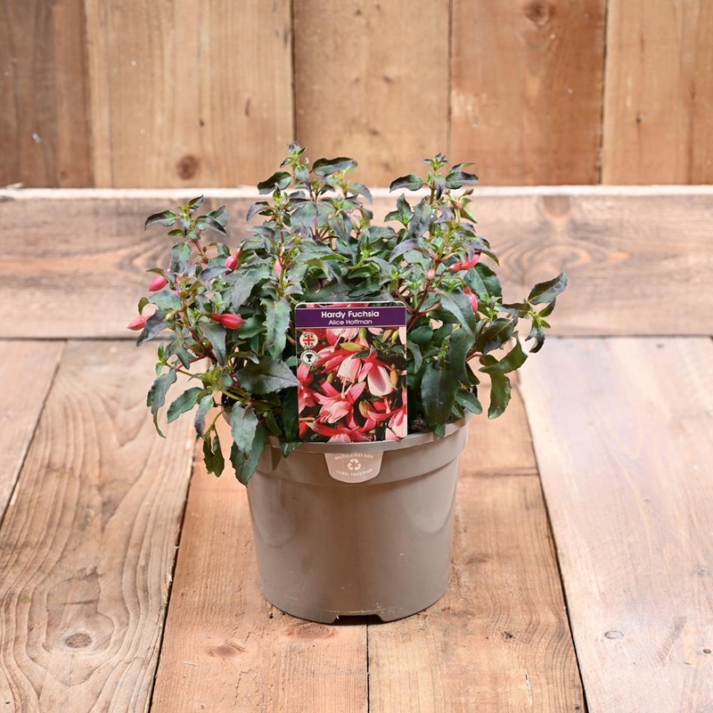 Fuchsia Hardy Alice Hoffman 3 L