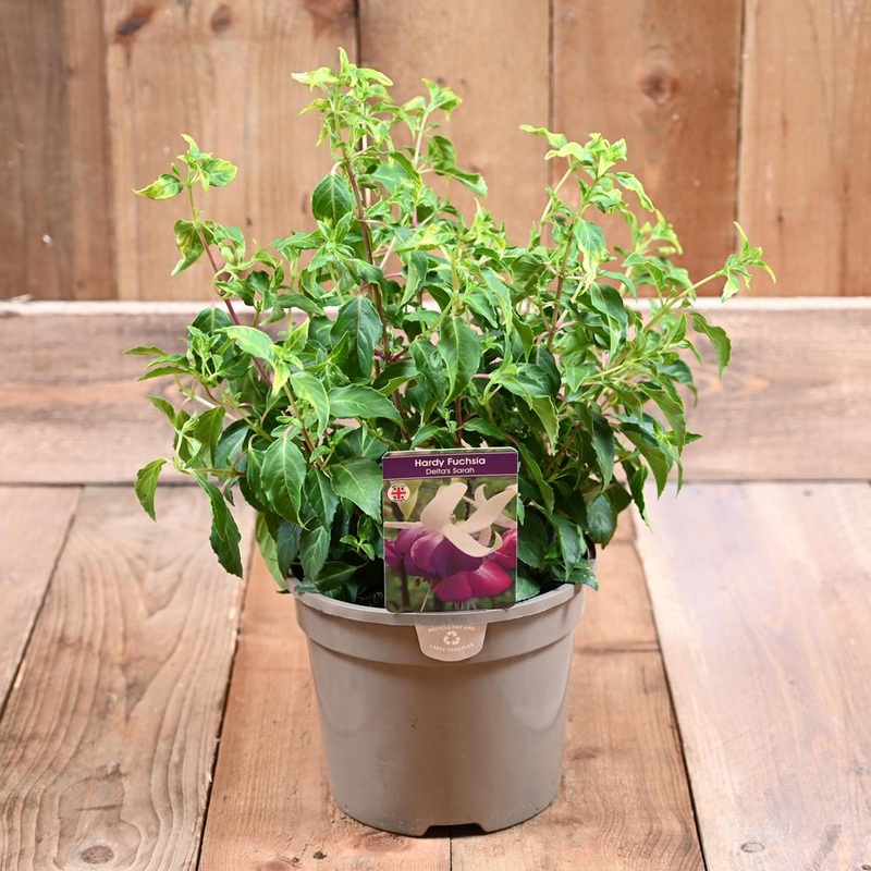 Fuchsia Hardy Delta Sarah 3 L