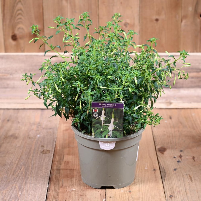 Fuchsia Hawkeshead 2L
