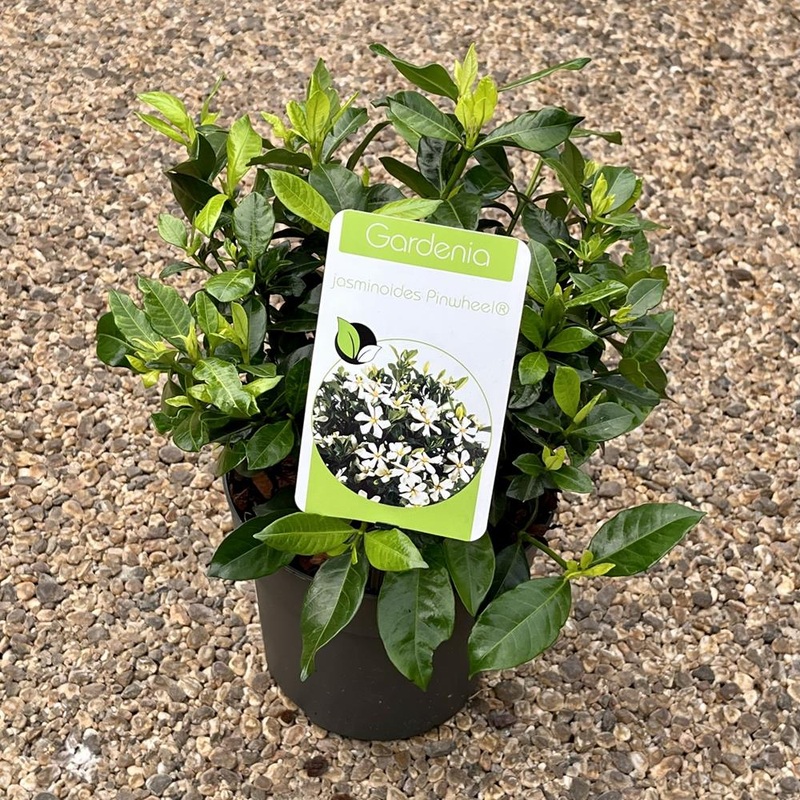 Gardenia Jasminoides Pinwheel  2L