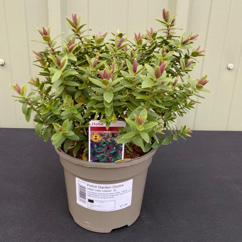 Hebe Little Leaves 2L