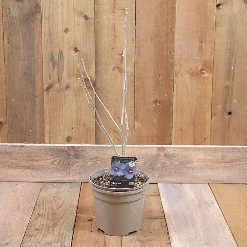 Hibiscus Blue Bird 3L