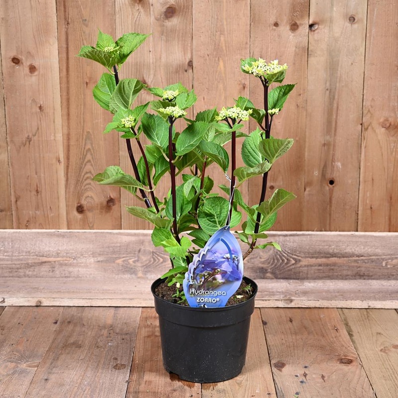 Hydrangea Macrophylla Zorro Blue