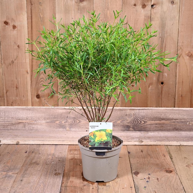 Hypericum Gemo 3L