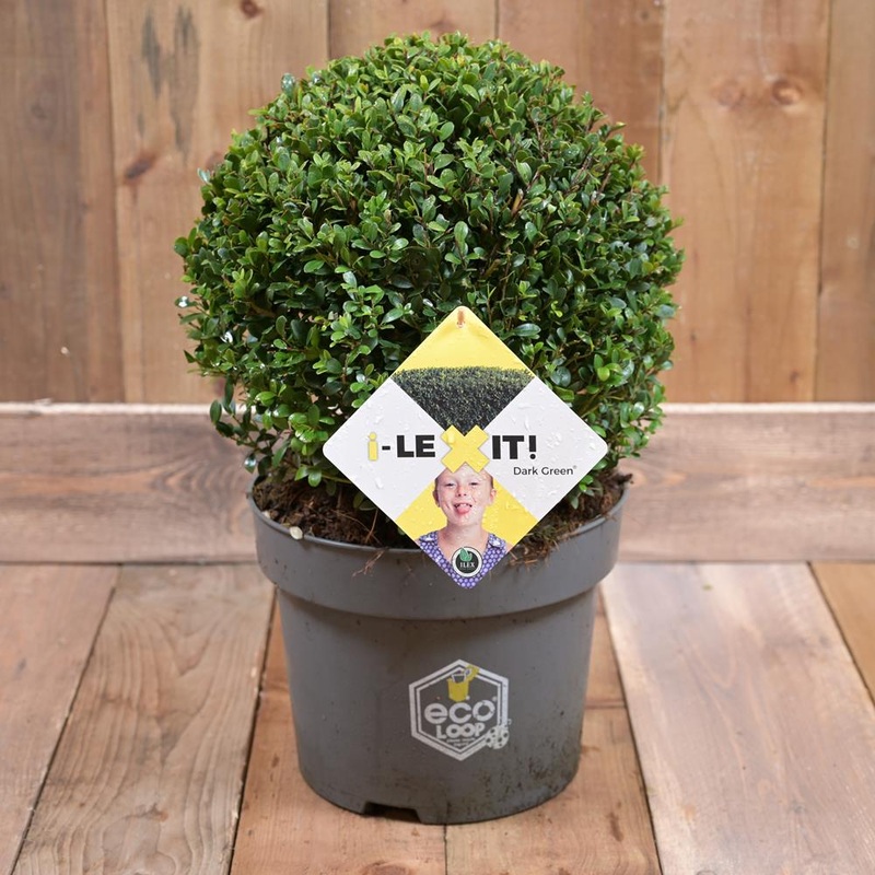 Ilex ‘dark Green’ 40cm. c15 ball Potted