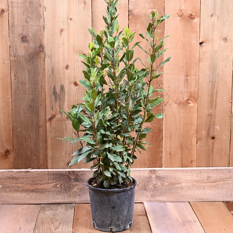 Laurus Nobilis 60/80cm 3L