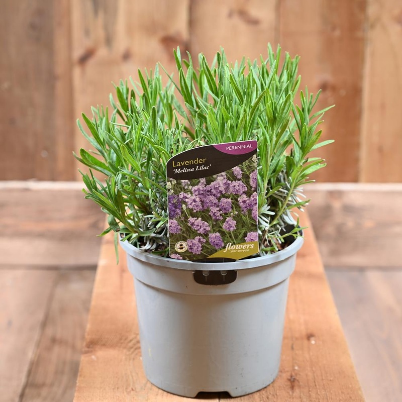 Lavandula Angustifolia Melisa