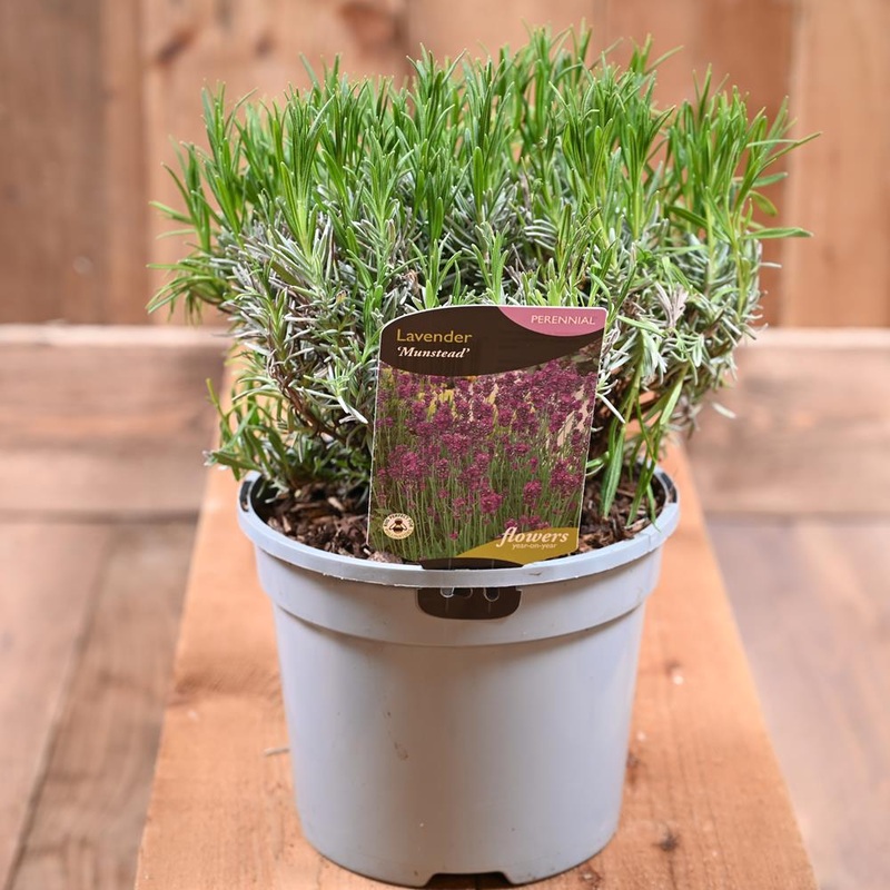 Lavandula Angustifolia ‘munste